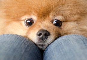 рыжий, глаза, джинсы, Собака, колени, шпиц