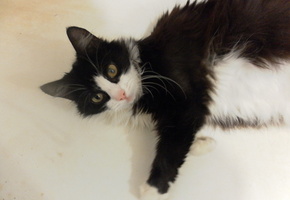 кошка, лежит, взгляд, глаза, зеленые