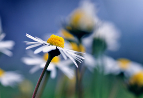 размытость, Ромашки, синий, макро, фон