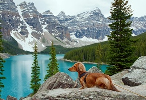 Dog, Lake, Mountains, Trees, Spring