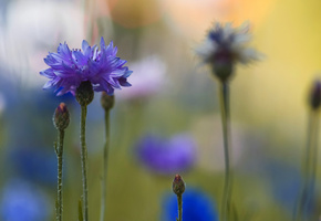 размытость, макро, синие, Васильки