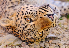 лежит, морда, отдых, Леопард, любопытство, взгляд, усы