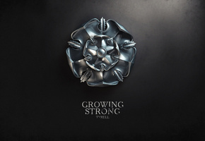 a song of ice and fire, Песнь льда и огня, игра престолов