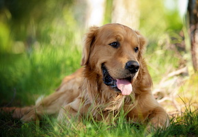 друг, взгляд, природа, Ретривер, собака