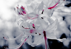 Цветок, макро, белый, растение, красный