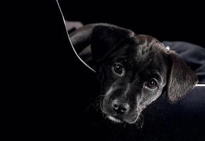 Dog, Black