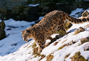 идёт, ирбис, Снежный барс, снег, камни, смотрит, склон