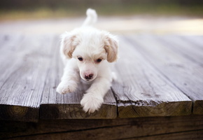 щенок, Собака, мост