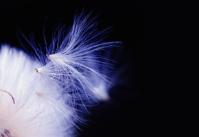 пушинки, макро, Одуванчик