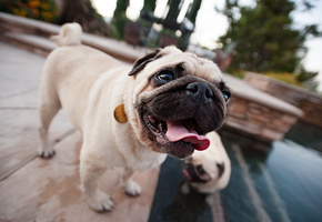 мопс, Собака, фон