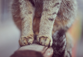 шерсть, перила, хвост, лапы, Кошка