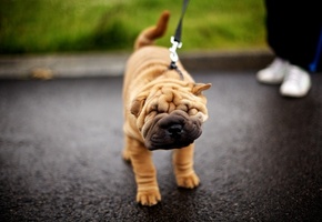 мордашка, щенок, шарпей, Собака