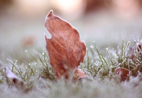 иней, лист, Макро, трава