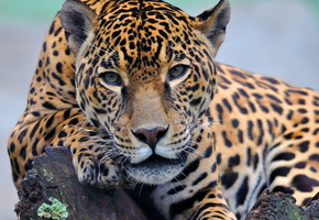 морда, смотрит, лежит, лапа, Ягуар