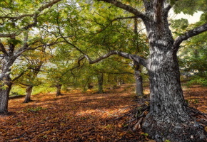 Дерево, листья, природа, лес