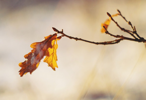 лист, ветка, Дуб