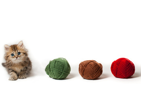 ben torode, котенок, клубки, клубок, daisy, Кошка, пряжа