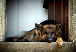 друг, овчарка, Собака