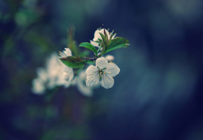 дерево, вишня, цветет, листья, Весна