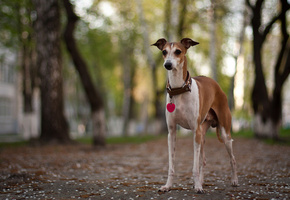 Собака, улица, фон