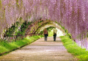 прогулка, дорога, Парк