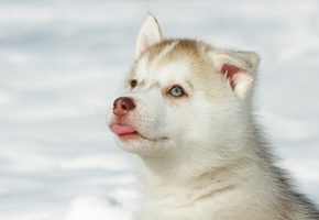 щенок, Собака, хаск