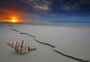 Shell, Sunset, Beach