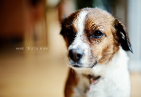 Собака, друг, дом