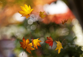 Макро, паутина, листва, паук, боке, осень