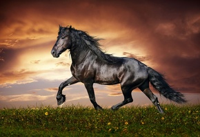 Horse, Sunset