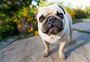 Собака, взгляд, мопс