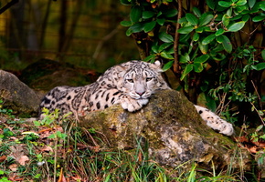 ирбис, взгляд, Снежный барс, обои