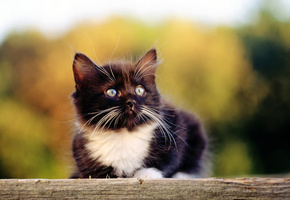 кошка, Cat, черный, котэ, котенок, киса, киска, кот