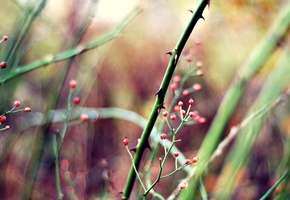 ягоды, шипы, Растения, красные ягоды, макро