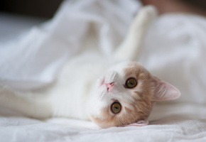 дом, Кошка, torode