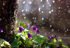 дождь, Цветы, природа