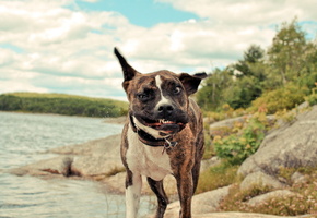 красавец, Собака, морда, движение