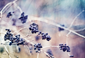 природа, макро, Ягоды, растения, ветки