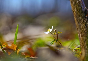 лето, природа, Цветок, дерево