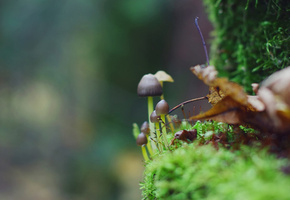 Грибы, зелень, листья