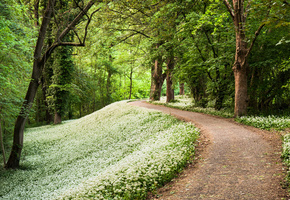 Весна, лес, лесопарк, тропинка, черемша, дорожка