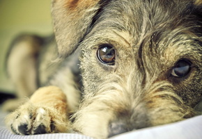 друг, взгляд, Собака