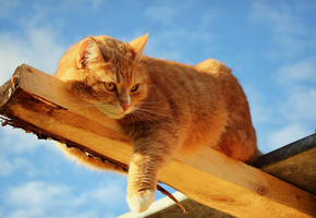 деревяшка, доска, лежа, балка, Кошка, рыжий, брус, кот