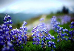 люпин, листья, зелень, растение, Цветы, природа