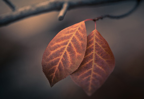 листва, осень, Макро