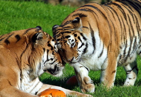 отдых, амурский, Тигр, ласка, пара