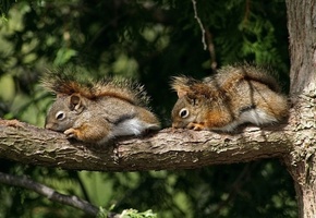 сон, белки, бурундуки, спят, ветка, пара, Дерево, грызуны