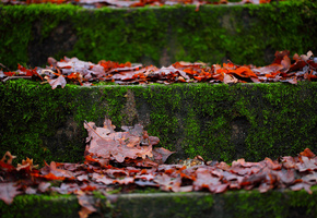 листва, осень, Макро, мох, ступени