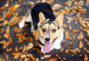 осень, Собака, друг, взгляд