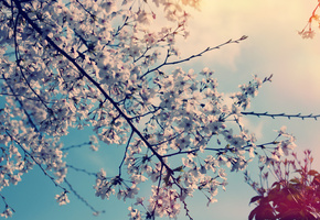 дерево, Природа, цветы, вишня, весна